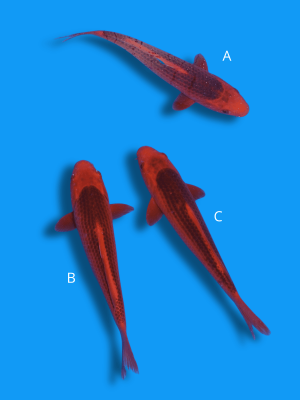 Aka Matsuba | Koi&Co